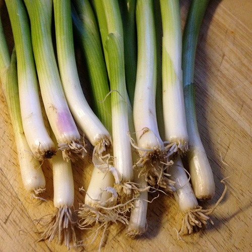 Spring Onion Ramrod